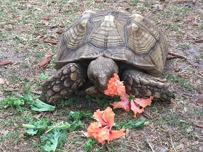 trotoise eating vegetation